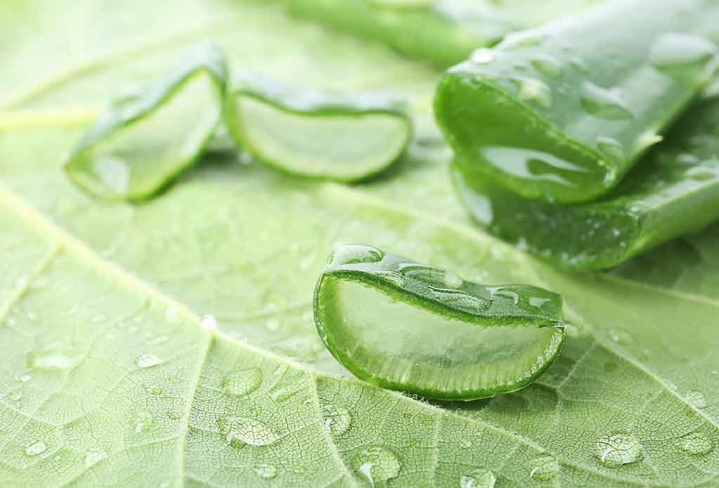 Aloe Vera Herkunft  wo nahm die Heilpflanze ihren Anfang?