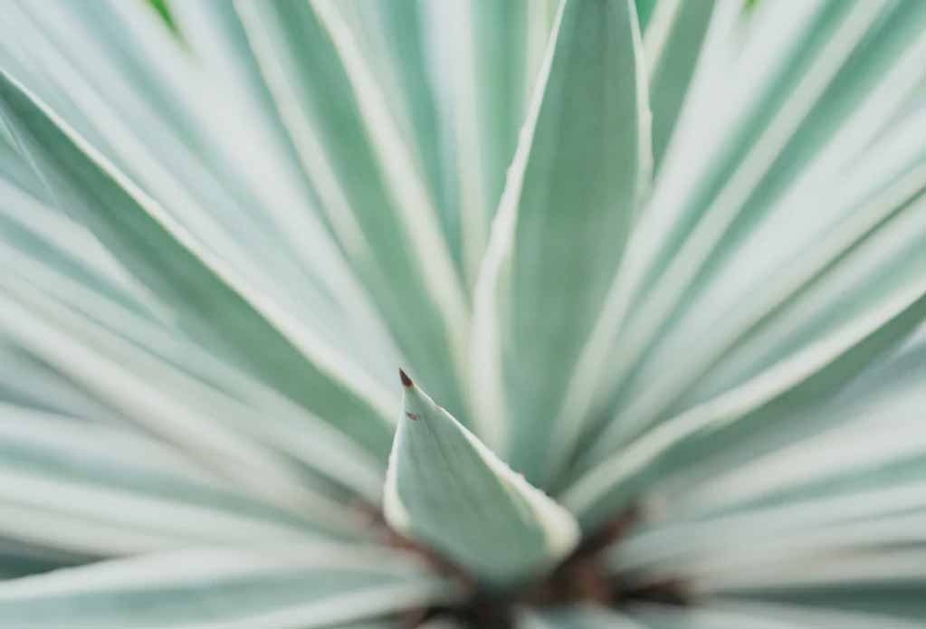 Aloe Vera Saft Wirkung  Heilpflanze fr Gesundheit und Schnheit