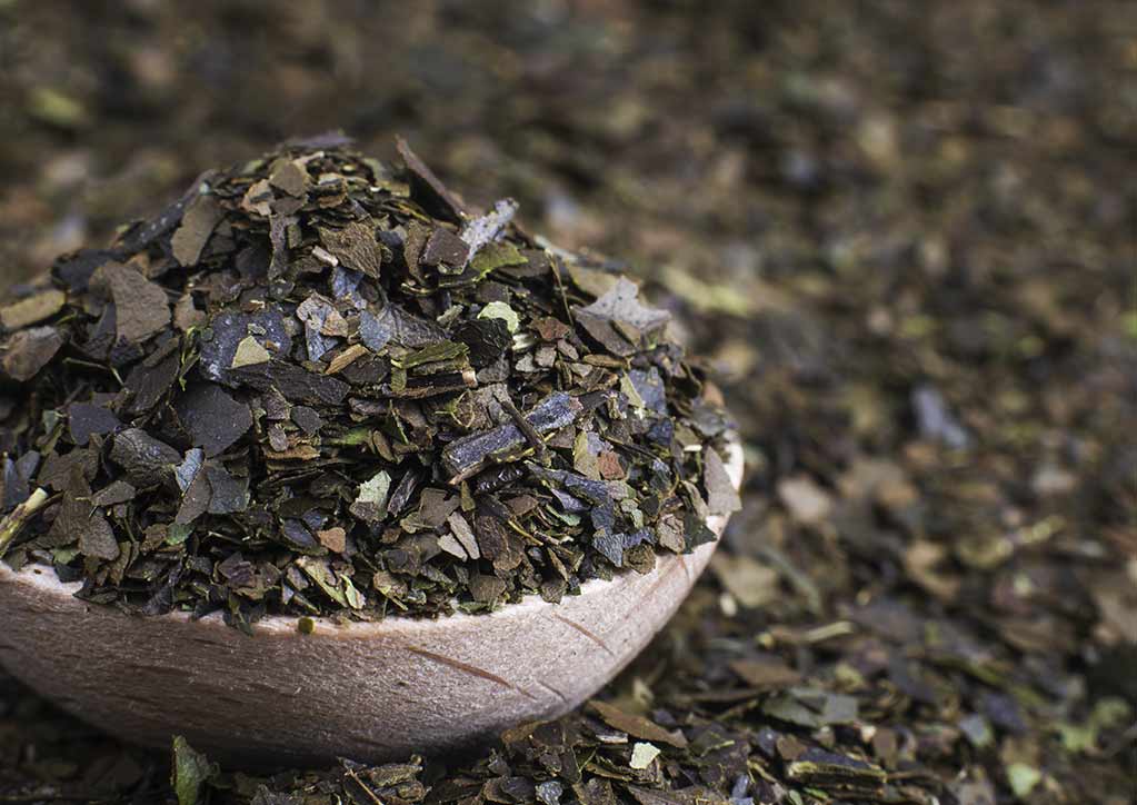 Guayusa Tee Herkunft – Wissenswertes über die Entstehung