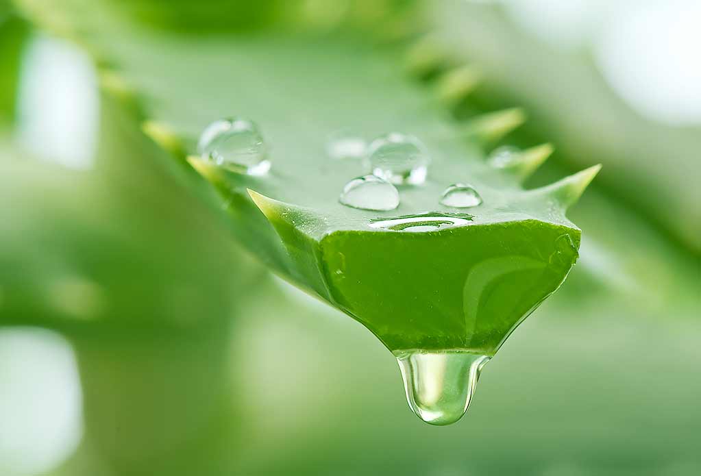 Aloe Vera Anwendung – Wüstenpflanze für Haut, Haar und Körper