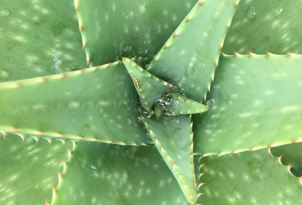 Aloe Vera Saft Inhaltsstoffe – Was die Pflanze so besonders macht