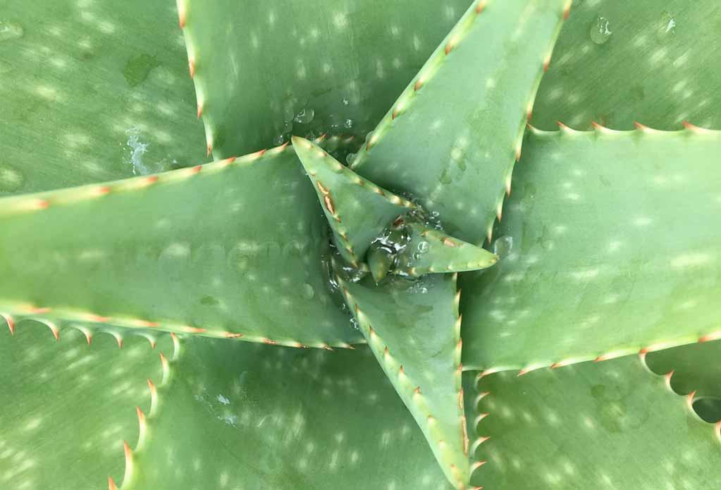 Aloe Vera Saft Inhaltsstoffe  Was die Pflanze so besonders macht
