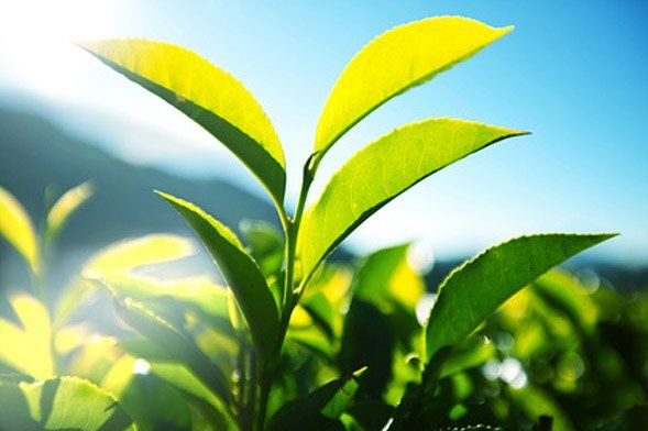 Grüner Tee – Geschichte, Inhaltsstoffe, Zubereitung und mehr